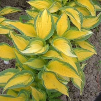 Хоста Hosta ‘Orange Marmalade’